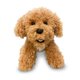 thumbnail image 1 of Peluche supersuave Aurora de peluche para perros Labrador, 1 of 4