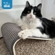 thumbnail image 1 of Rascador Gato Best Pet Supplies Sisal 38x23x17cm, 1 of 3