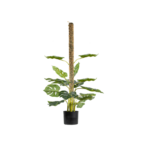 Tutor de musgo para plantas 100cm