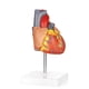 thumbnail image 5 of Modelo de Corazón Humano Merinden a Tamaño Real, 2 Partes, 48 Estructuras, 5 of 7