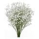 thumbnail image 1 of Flores gypsophila ilusiones arreglos, 1 of 3