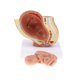 thumbnail image 3 of Modelos De Feto Del Noveno Mes Modelo De Desarrollo Fetal Humano Suministros De Laboratorio, 3 of 5