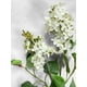 thumbnail image 2 of Lila Blanca 85cm Con Acabado Natural, 2 of 3