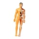 thumbnail image 5 of Aprendizaje Del Modelo De Cuerpo Humano Muestra Biología Humana Realista Para Los Grados 8+ Translúcido, 5 of 5