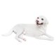 thumbnail image 4 of Escultura De Perro Realista, Artesanía, Escultura, Regalos, Mano De Obra Fina, Modelo De Perro Mascota Blanco, 4 of 5