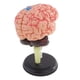 thumbnail image 2 of 4D Desarmó El Modelo De 32 Partes De La Anatomía Estructural Del Cerebro Humano Herramienta De Ense?anza, 2 of 3