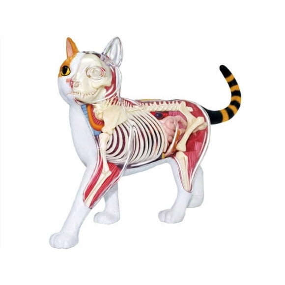 Modelo anatómico 4D Vision de gato calicó, calidad médica