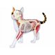 thumbnail image 1 of Modelo anatómico 4D Vision de gato calicó, calidad médica, 1 of 1