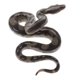 thumbnail image 5 of Figura De Juguete De Modelo Animal De Simulación, Figura Decorativa Para El Hogar, Boa Constrictor, 5 of 5
