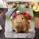 thumbnail image 1 of Animal Guinea Pig Cute Mouse Bedding Set Boys Girls Duvet Cover Pillowcase Bed Kids Adult, 1 of 5