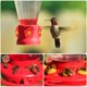 thumbnail image 4 of Flores de repuesto para comedero de colibrí Hualleko – Juego de 16 (3 cm), 4 of 7