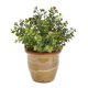 thumbnail image 1 of Planta artificial casi natural de eucalipto sedum, suculenta, 25 cm, 1 of 3