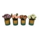 thumbnail image 4 of Planta Artificial Macetero Dorado Con Rosas Decorativas blanco, 4 of 5