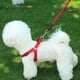 thumbnail image 5 of Cuerda reflectante para pasear perros, suministros para mascotas, 5 of 5