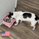 thumbnail image 5 of Neater Feeder Comederos elevados rosa para perros – 1,5 taza, 5 of 8