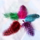 thumbnail image 2 of Lote de 50 plumas de gallina de Guinea teñidas para manualidades., 2 of 5