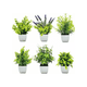 thumbnail image 1 of "6 Plantas Artificiales Flores Macetas Decorativas Bonsai Verde ", 1 of 5
