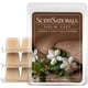 thumbnail image 1 of Cera fundente Scentsationals 283 g aroma Cashmere, 24 cubos, 1 of 5