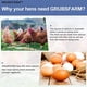 thumbnail image 4 of Larvas secas de mosca soldado negra GRUBSFARM para pollos, 2,27 kg, 4 of 9
