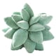 thumbnail image 1 of Cojín Suculentas Cactus Verde Oscuro 25cm, 1 of 3