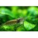 thumbnail image 2 of Camarones Amano premium de grado superior para acuario, 10 unidades, 2 of 4