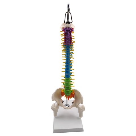 Bothyi - Modelo De Columna Vertebral De Esqueleto Humano Con Soporte Para Demostración