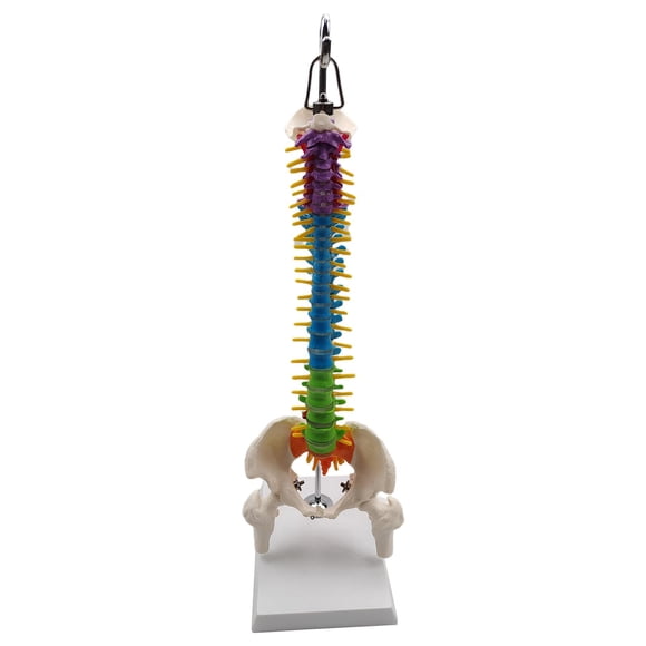 Modelo De Columna Vertebral De Esqueleto Humano Con Soporte Para Demostración