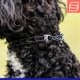 thumbnail image 4 of Collar para perro Herm Sprenger 32 cm negro de acero inoxidable, 4 of 4