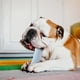 thumbnail image 4 of Chew Toys For Puppies Teething Small Dogs Pet Plush Chew Toys Animal Play Squeak Toys, 4 of 4