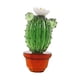 thumbnail image 3 of Figura De Cactus, Adorno De Escritorio, Estatua De Cactus Para Patio, Hogar, Oficina, Exterior, Estilo B, 3 of 3