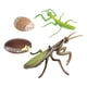 thumbnail image 3 of Colección - Ciclo De Vida Realista De Un Conjunto Mantis - 4 Piezas Separadas En El Conjunto, 3 of 5