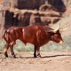 thumbnail image 4 of Figura Breyer Horses Traditional Series Texas Longhorn Bull, 4 of 5