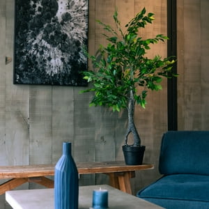 Vadell Home - Ficus Benjamina De 120 Cm Con Doble Tronco