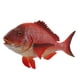 thumbnail image 3 of Modelo de Animal Marino Realista, Pargo Rojo, 3 of 3