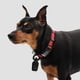 thumbnail image 5 of Collar para perro HOOZA Rojo talla grande con cierre magnético rápido, 5 of 8
