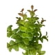 thumbnail image 2 of Ramo Decorativa Arbusto Money Verde-Rojo, 2 of 3
