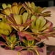 thumbnail image 3 of Suculenta en Flor en Maceta de Cemento, 3 of 3