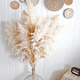 thumbnail image 5 of Ramo 10 Pampas Secas Varas Colas De Zorro Flor Seca Deco, 5 of 9