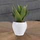 thumbnail image 4 of Aloe Decorativa en Pote Blanco, 4 of 4