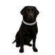 thumbnail image 2 of Collar con Brillantes Glam para Perros - Negro 2XL, 2 of 2