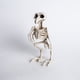 thumbnail image 1 of Esqueleto de Cuervo 20 x 15 x 12 cm Halloween - Frank & Mortis, 1 of 3