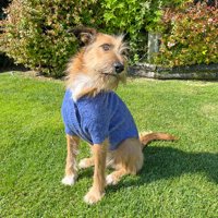 Domestico - Chaleco Para Perro Color Azul