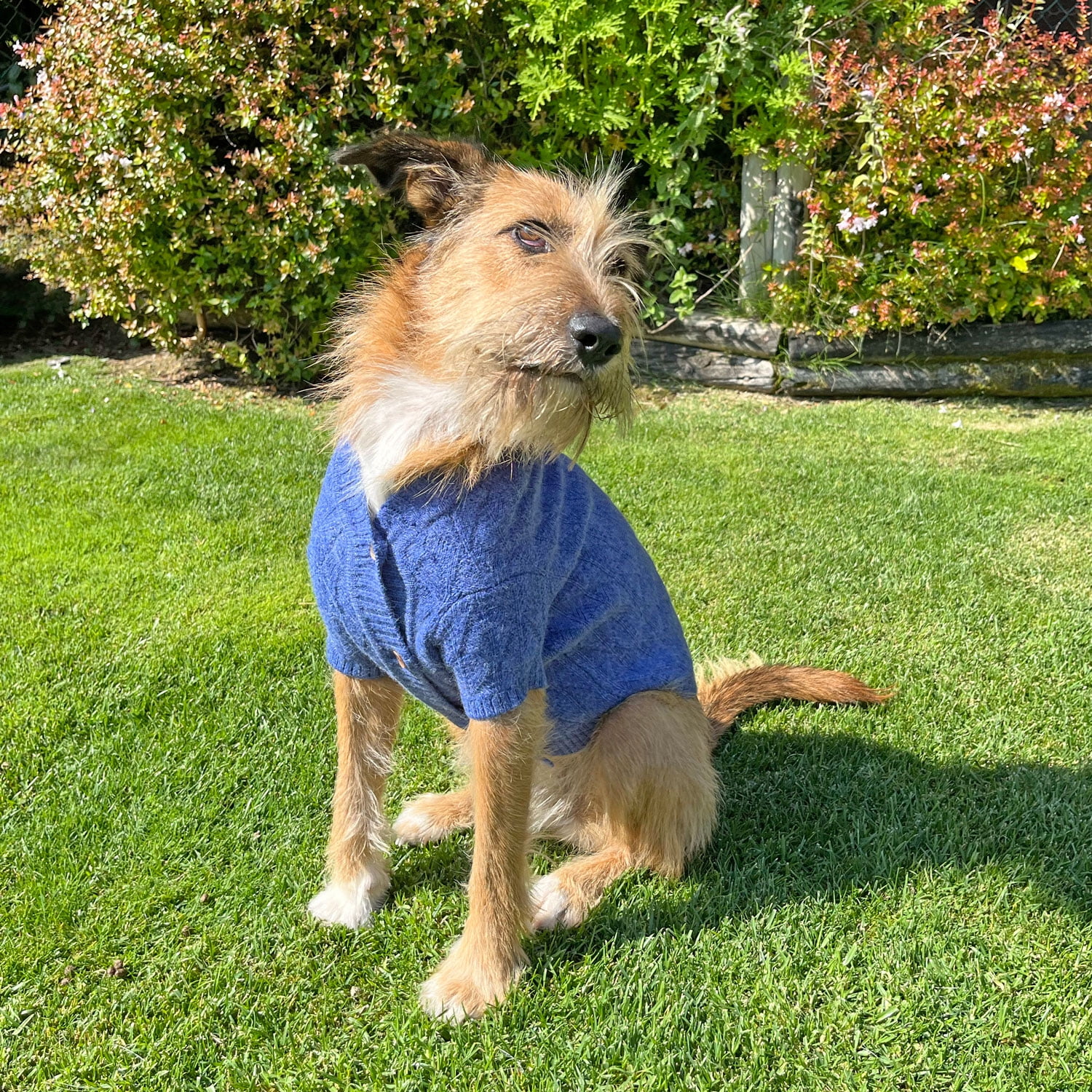 Domestico - Chaleco Para Perro Color Azul