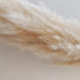 thumbnail image 4 of Ramo 10 Pampas Secas Varas Colas De Zorro Flor Seca Deco, 4 of 9