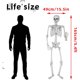 thumbnail image 2 of Wocst Esqueleto de Halloween de cuerpo completo, tamaño real, 165 cm, 2 of 3