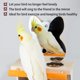 thumbnail image 2 of Espejo con forma de loro PANQIAGU de Bird Toy con copas de acero inoxidable, 2 of 6