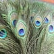 thumbnail image 3 of 10PCS Plumas Pavo Real Naturales Decoración Artesanía 40-50 Cms para decorar jarrones., 3 of 3