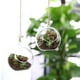 thumbnail image 3 of Terrario redondo colgante de vidrio, 3 of 5
