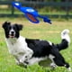 thumbnail image 3 of Pato de lanzamiento Toy Nerf Dog, grande, de nailon, azul/naranja, 3 of 3