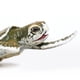 thumbnail image 3 of Figura Kemp's Ridley Sea Turtle Baby de Safari Ltd., 13 cm, 3 of 5